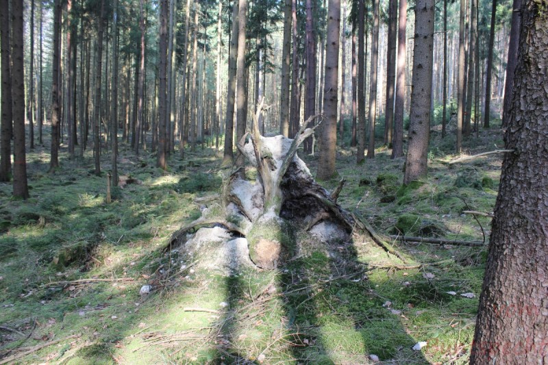 Bildla Nummera 024.jpg