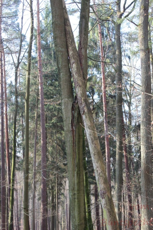 Bildla Nummera 026.jpg