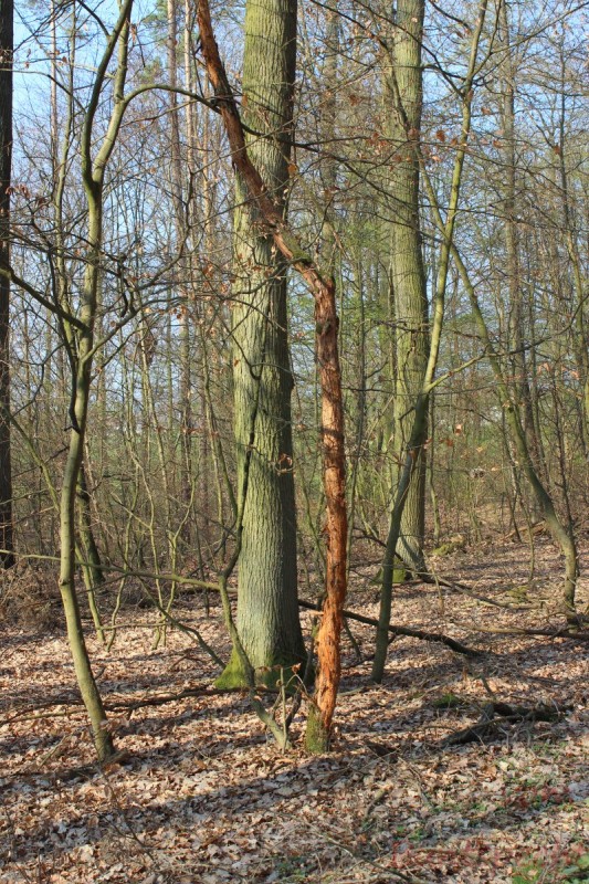 Bildla Nummera 028.jpg