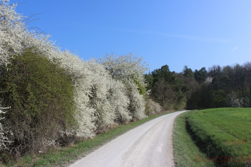 Bildla Nummera 029.jpg