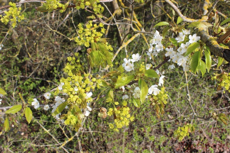 Bildla Nummera 030.jpg