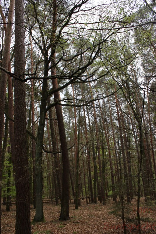 Bildla Nummera 001.jpg