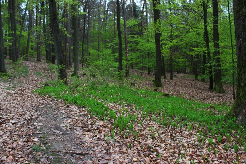 Bildla Nummera 002.jpg