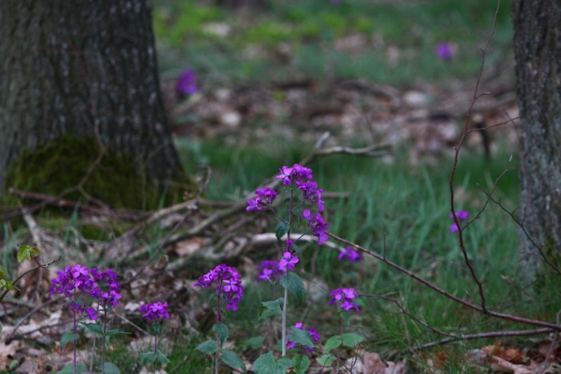 Bildla Nummera 003.jpg