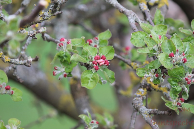 Bildla Nummera 004.jpg