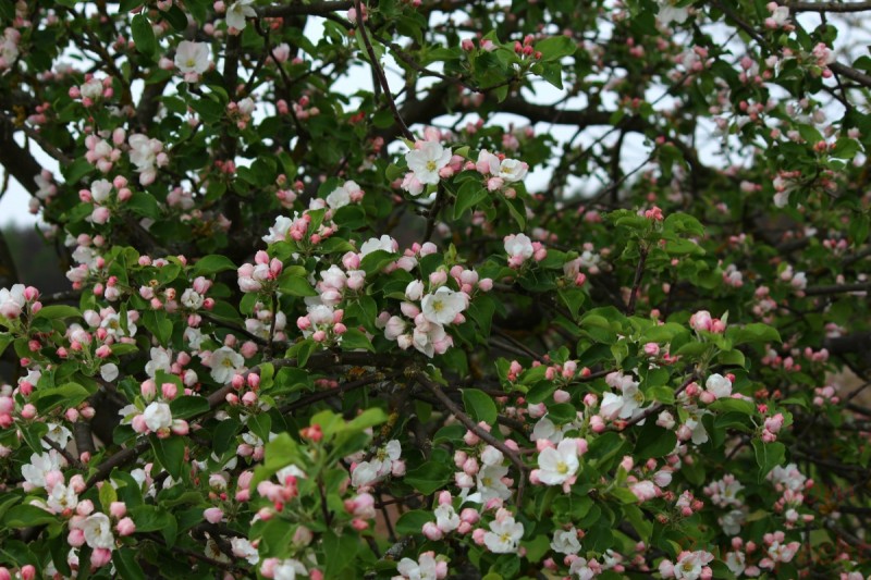 Bildla Nummera 005.jpg