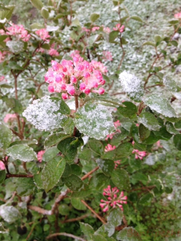 Bildla Nummera 004.jpg