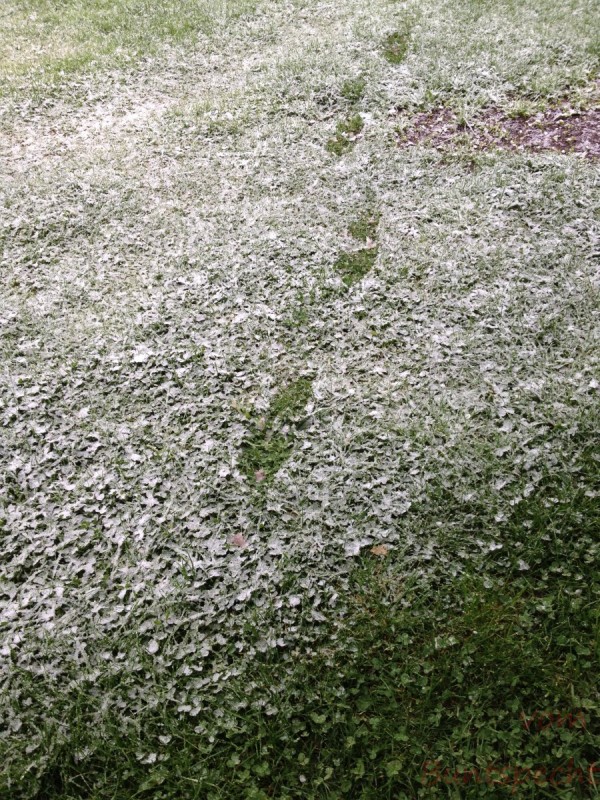 Bildla Nummera 005.jpg