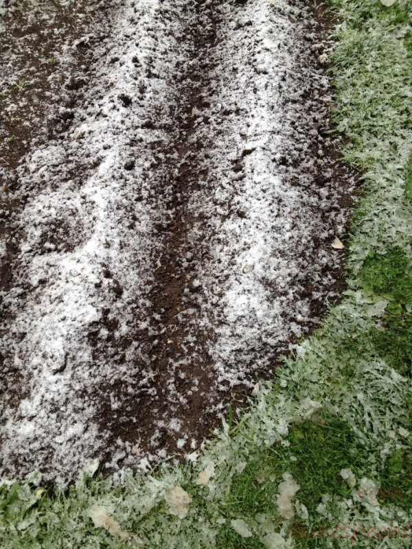 Bildla Nummera 006.jpg