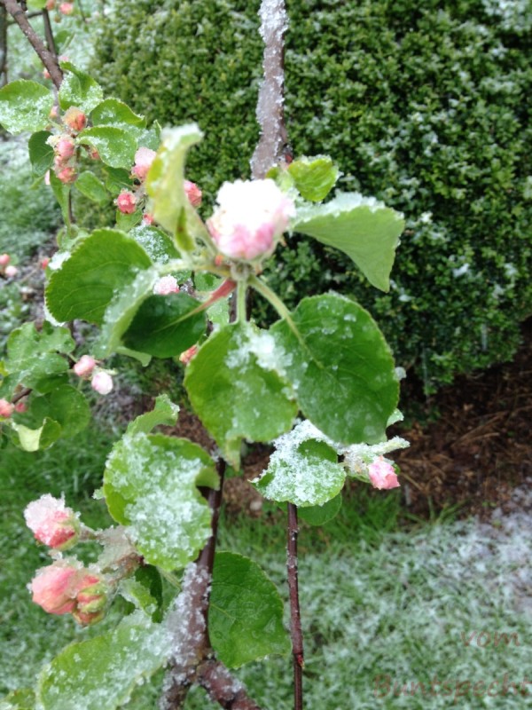 Bildla Nummera 007.jpg