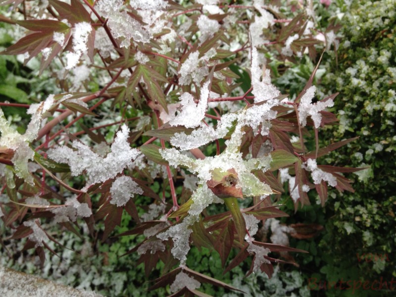 Bildla Nummera 008.jpg