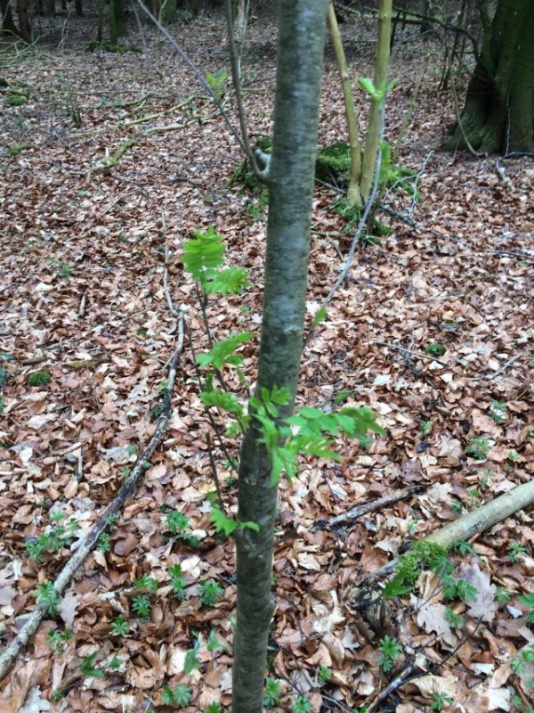 Was für ein baum_1.jpg