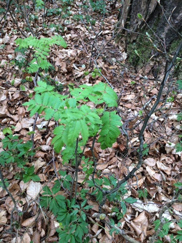 Was für ein baum_2.jpg