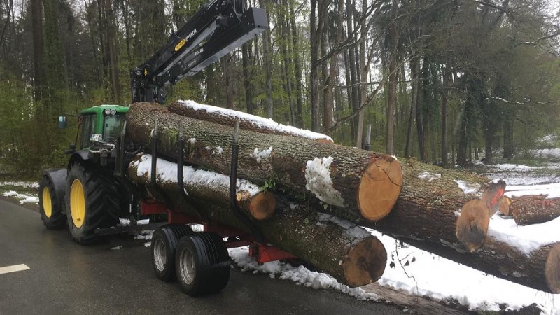 Laubstammholz Ladung.jpg