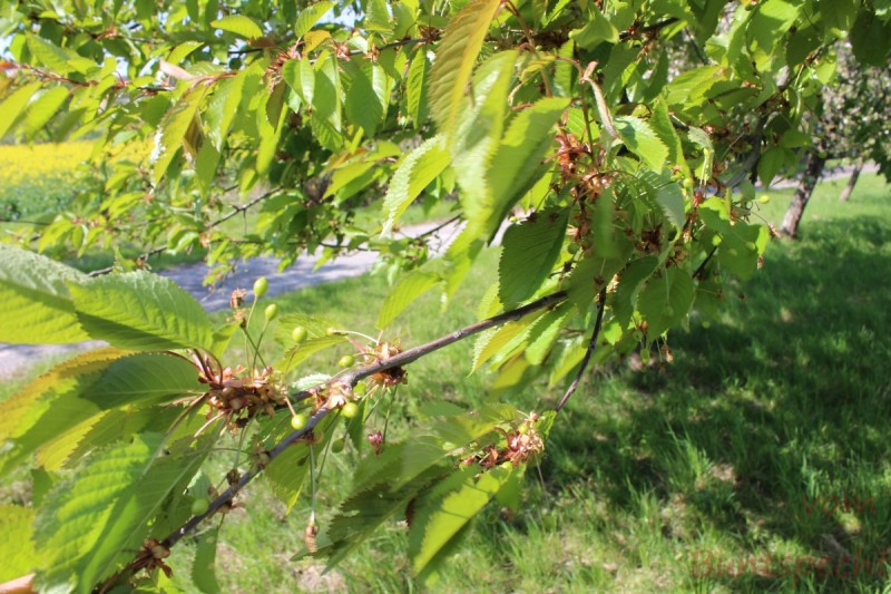 Bildla Nummera 002.jpg