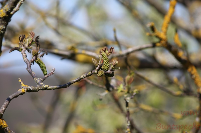 Bildla Nummera 003.jpg