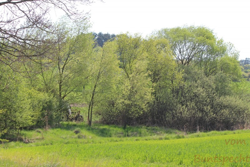 Bildla Nummera 007.jpg