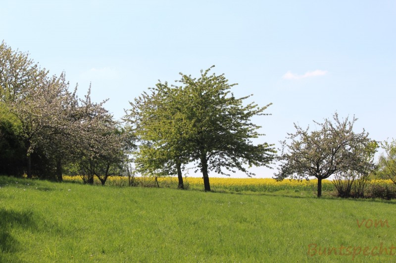 Bildla Nummera 008.jpg