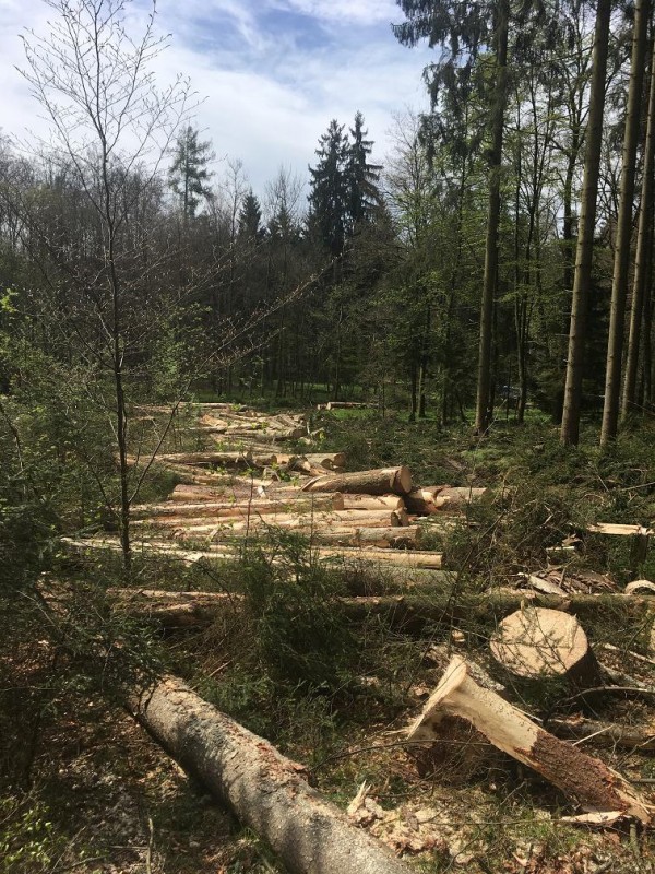 Gasse voller Holz.jpg