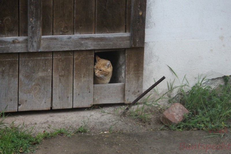 Bildla Nummera 001.jpg