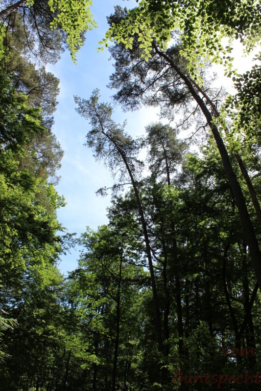 Bildla Nummera 002.jpg