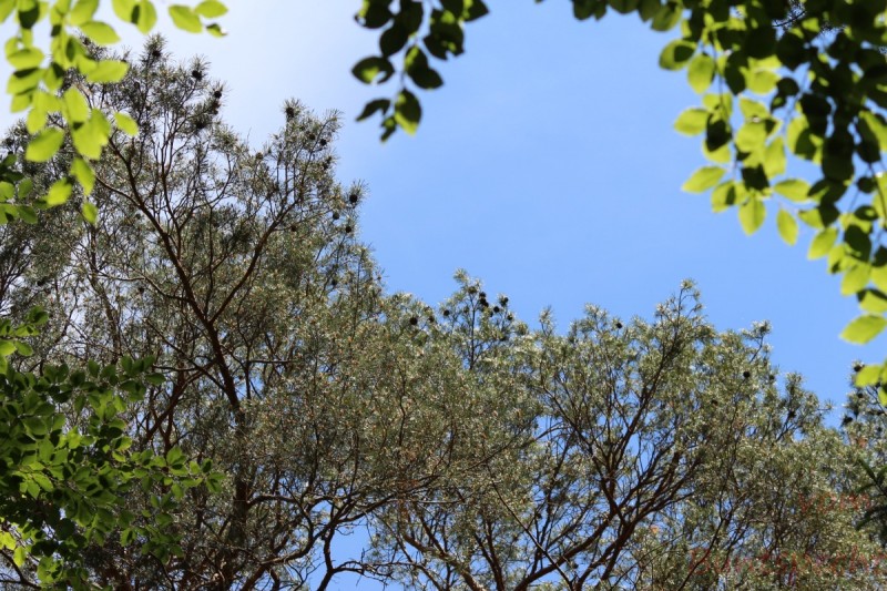 Bildla Nummera 003.jpg