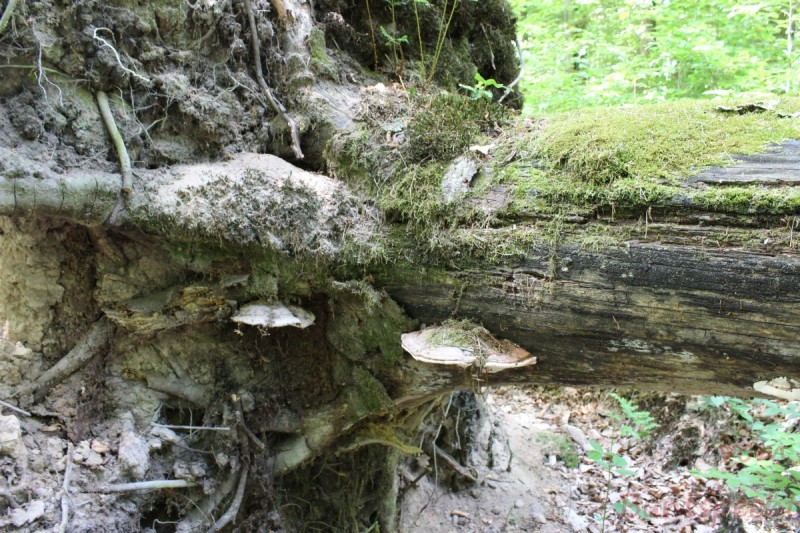 Bildla Nummera 006.jpg