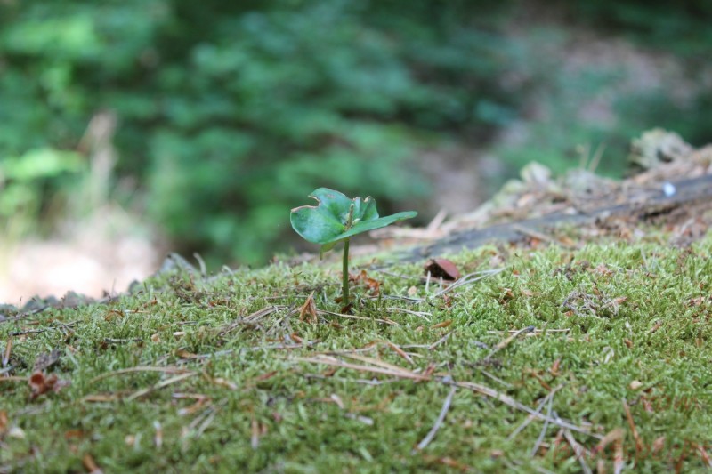 Bildla Nummera 007.jpg