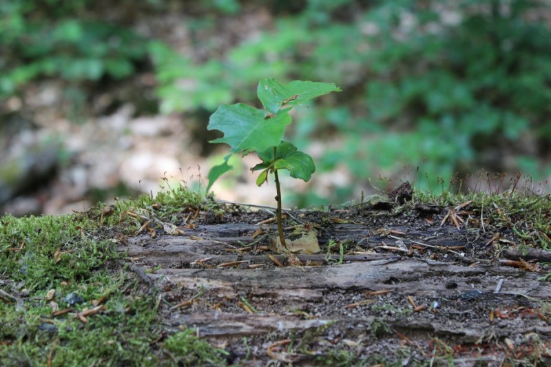 Bildla Nummera 008.jpg