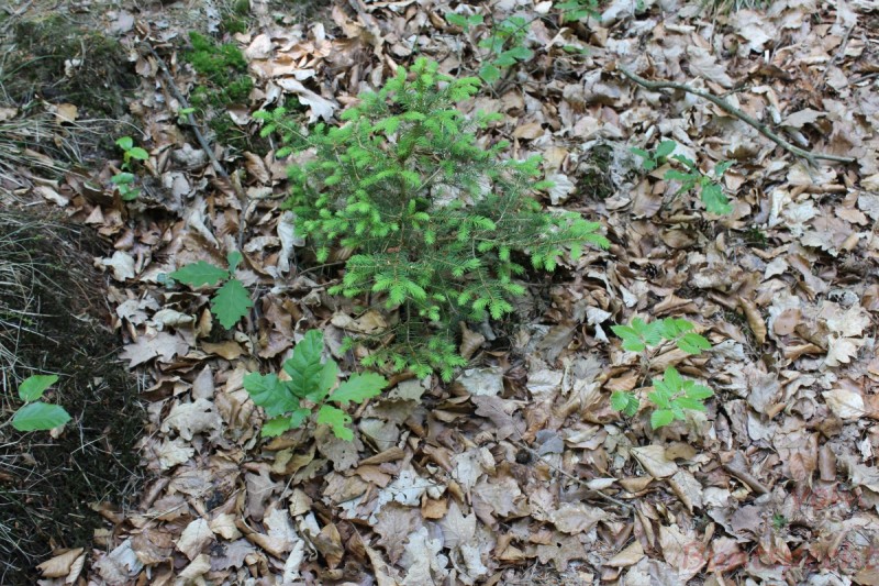 Bildla Nummera 009.jpg