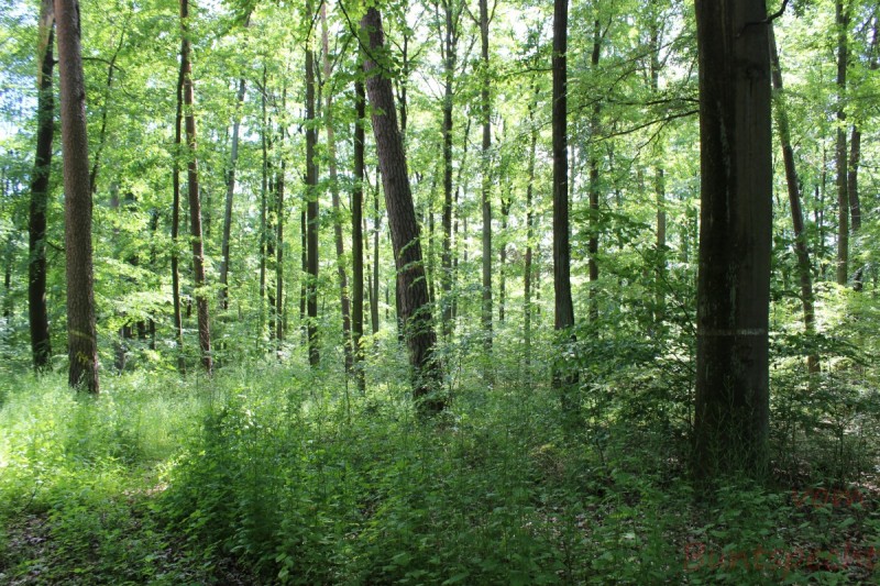 Bildla Nummera 010.jpg