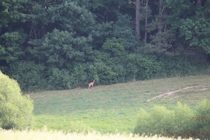 Bildla Nummera 002.jpg