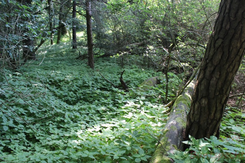 Bildla Nummera 004.jpg