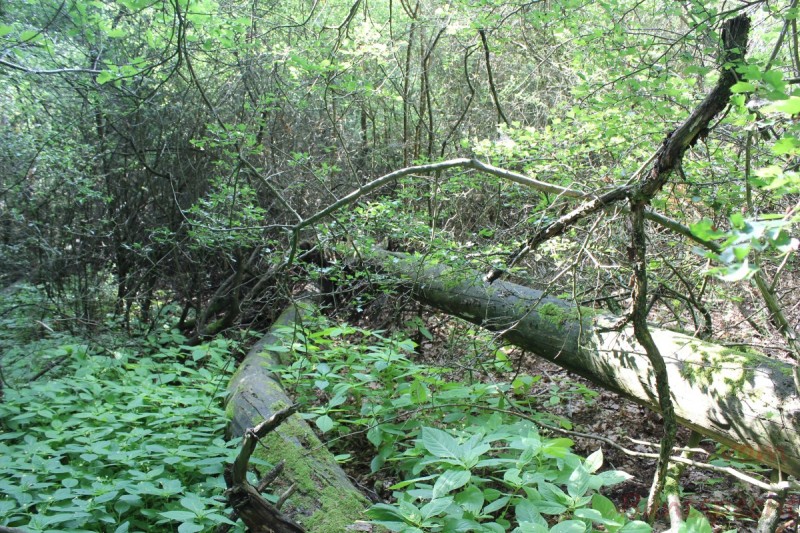 Bildla Nummera 005.jpg