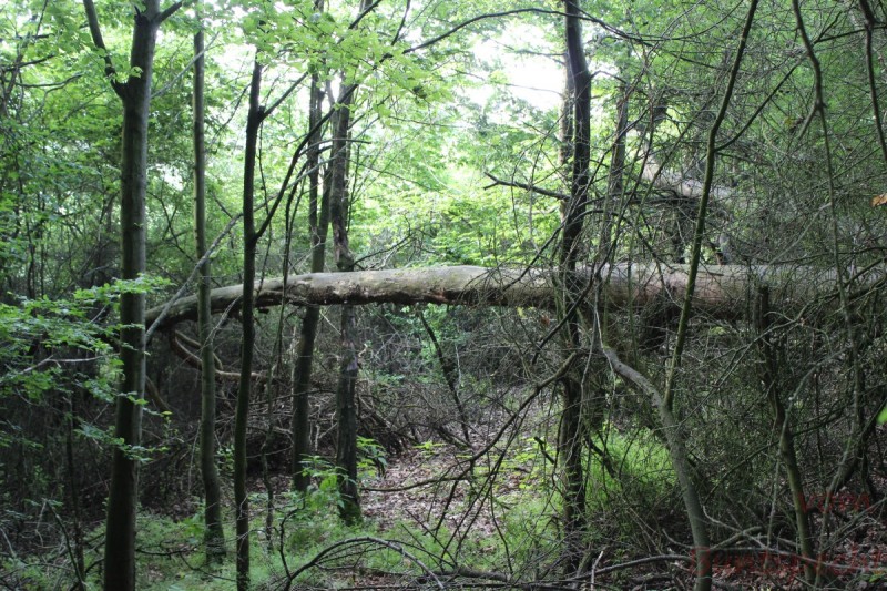 Bildla Nummera 006.jpg