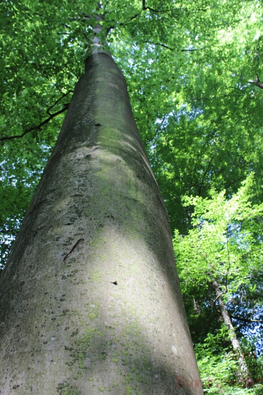 Bildla Nummera 008.jpg