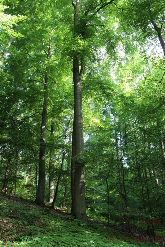 Bildla Nummera 009.jpg