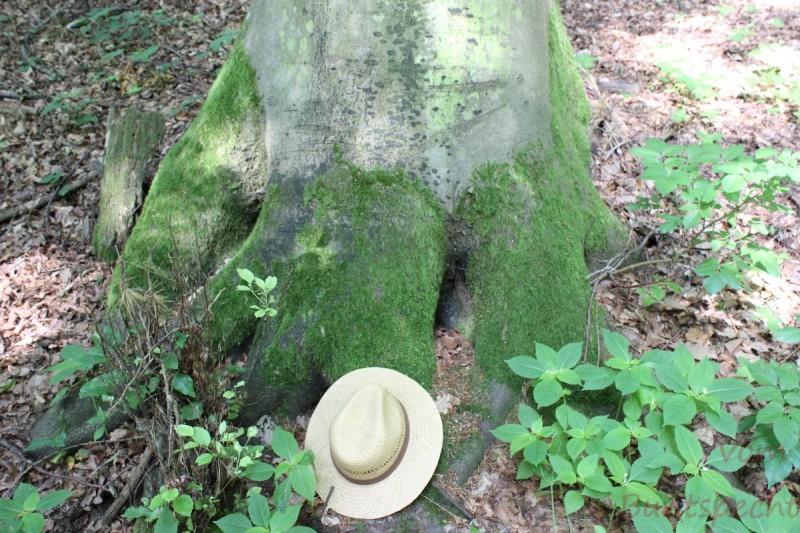 Bildla Nummera 010.jpg