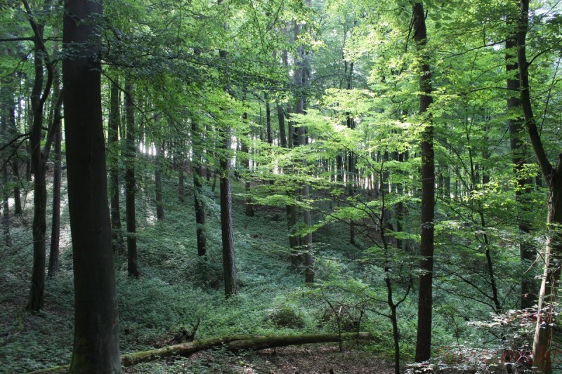 Bildla Nummera 011.jpg