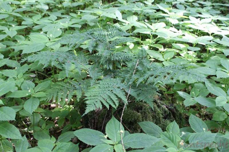 Bildla Nummera 012.jpg