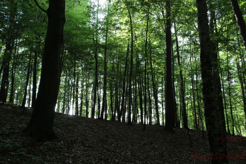 Bildla Nummera 013.jpg