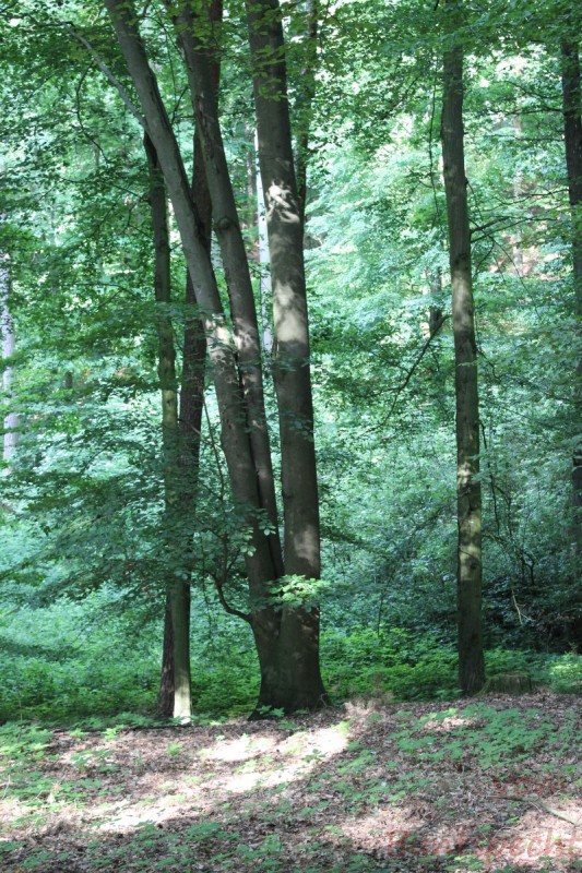 Bildla Nummera 014.jpg