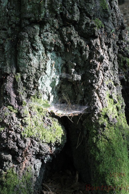 Bildla Nummera 015.jpg