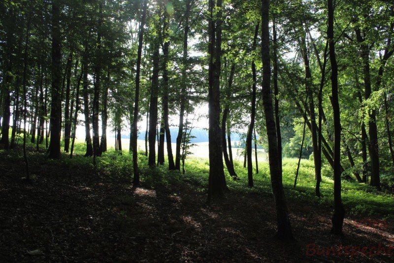 Bildla Nummera 016.jpg