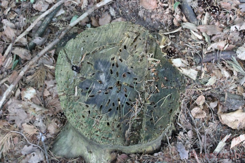 Bildla Nummera 017.jpg