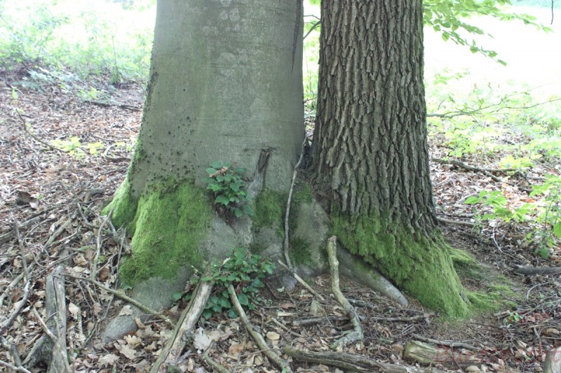 Bildla Nummera 018.jpg