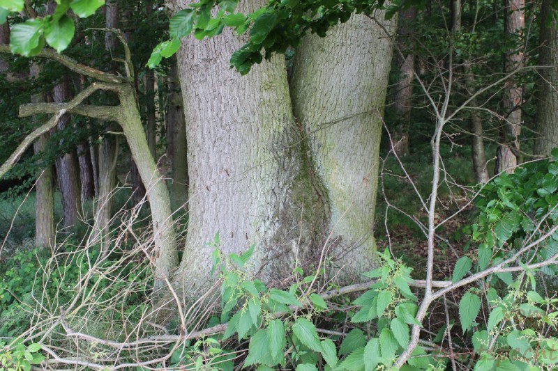 Bildla Nummera 020.jpg