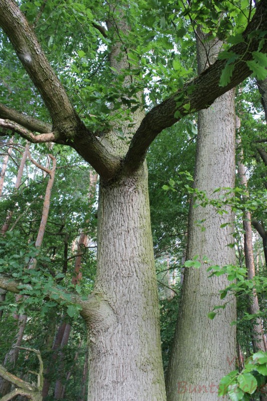 Bildla Nummera 021.jpg