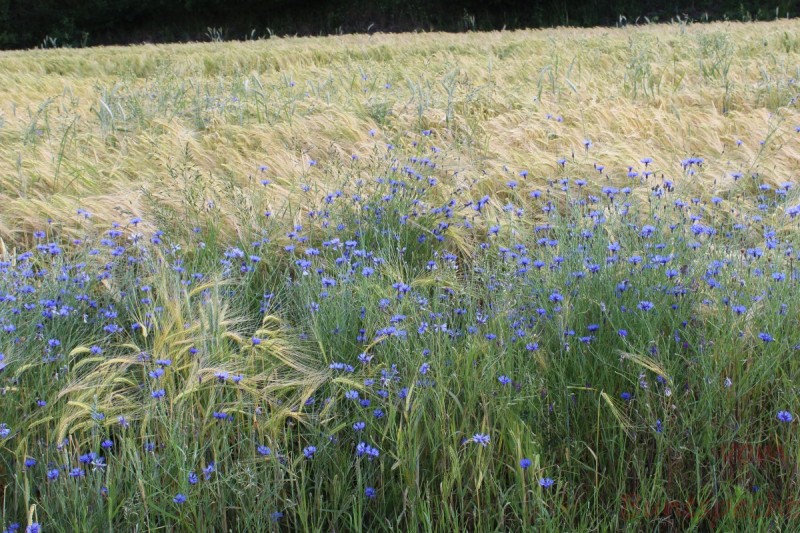 Bildla Nummera 024.jpg