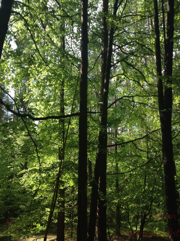 Bildla Nummera 007.jpg